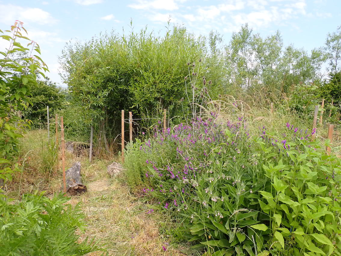 Bosquet%20comestible%20et%20tunnel%20saule%20copie